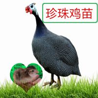 鼦ֳ鼦ֳ۸