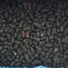 ʳƷҹӦ䶳ɣؽٶ