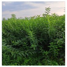 丛生连翘苗价格 80公分连翘苗批发 金黄花朵连翘绿化苗木