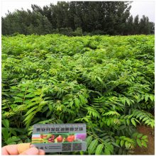 红香椿树苗价钱 正宗红油香椿树苗 红芽香椿 食用菜椿 润景香椿小苗出售