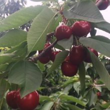 樱桃苗晚熟新品种俄罗斯8号果型大种植晚熟的塔玛拉樱桃苗单果12克直径30毫米