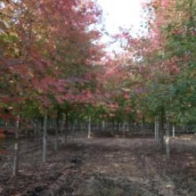红枫树苗庭院绿化树 工程绿化树 根系发达易成活