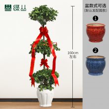 ҡǮ/̴԰/ֲ̳/ҵֲ