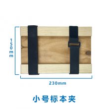 Ӧֲ걾 Ҷ ״ 23*15cm 