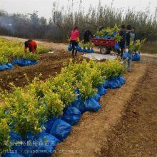 雪松绿篱一平方棵 常青藤苗 苗圃小苗子40种类