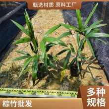 卓绿园林出售 大叶棕竹 小叶棕竹苗 绿化观叶植物 四季常青 形态优美