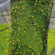 金莎蔓别名伏胁花 用于城市建设道路绿化 景区园林设计花坛花镜租摆观赏花卉