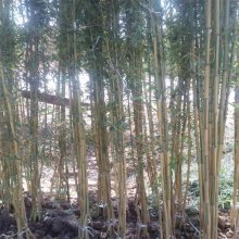 金镶玉竹百万竹子基地 3cm各种规格 货源充足 发鞭出笋能力强