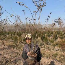 出售 红王子锦带苗木 丛生王子锦带小苗基地 苗圃自产自销