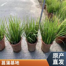 石菖蒲批发 金钱蒲 水剑草 多年生草本金黄色叶片