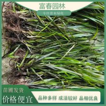 ��� ֲ��԰�羰��ˮ�� ͥԺˮ���̻�ˮ���쾰��Ҷֲ����