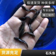 批发笋壳鱼苗 渔场 港发鱼水产厂 批发出售 基地直发成活***