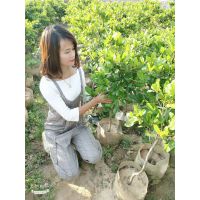 揭阳神秘果苗批发哪里有神秘果