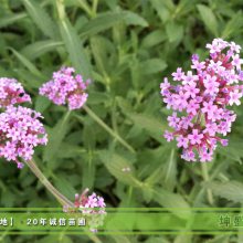 ԴҶ޲Ӫ