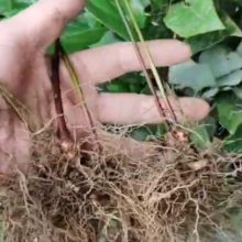 中药材种子种苗淫羊藿种苗出售淫羊藿种植基地直发