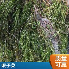 沉水植物 微齿眼子菜苗的种植 多年生沉水草木 水生植物培育基地批发