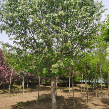 泰安流苏树基地 10公分12公分流苏树 现挖 易成活 质量优