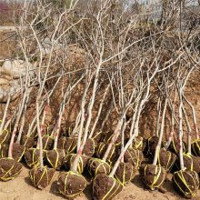 2021年江苏地区爬藤植物地径1公分2公分3公分紫藤树苗价格