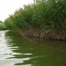 基地直发水生植物芦苇 水生芦苇苗 公园水池 水体绿化 芦苇根