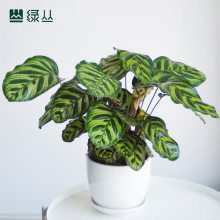 武汉办公室绿植盆栽/植物上门养护/净化空气公司绿化/小孔雀竹芋水泥灰口袋盆/绿丛园林