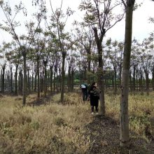 陕西栾树价格 摇钱树工程绿化苗木 摇钱树基地 出售栾树