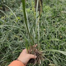 兰花三七 多年生四季常绿草本开花植物 道路绿化工程大花地园林