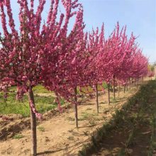 基地出售京梅耐寒树苗 树形饱满易成活 园林观赏花卉绿植