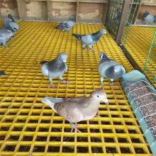 鸽舍玻璃钢格栅漏粪板耐用吗？