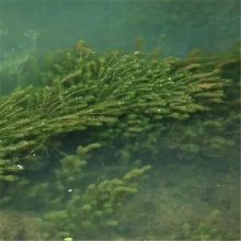 耐寒轮叶黑藻苗 零下40度地区可种植 水生态修复沉水植物
