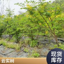 ��ʳ�����Է���С���Զ��׳������ʳ��