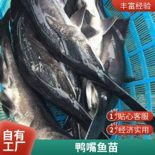 港发水产 淡水鱼 鸭嘴鱼苗 生长快产量高 品种多样基地批发