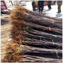 金帅苹果树苗价格 丰产稳定 现挖现卖 润景苹果果树苗基地