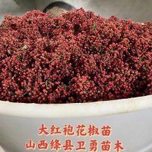 1年花椒苗品种 一年大红袍花椒苗 当年花椒苗高度 粗度