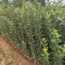 美国蛇果苹果苗批发m26矮化占苹果苗哪里能买到