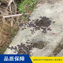 红檵木工程绿化小苗_芳草芊芊耐旱灌木红檵木球工程绿化小苗价格
