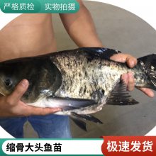 鱼苗 缩骨大头鱼 缩骨大头鱼苗 武鲳鱼苗批发渔场直供
