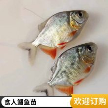 淡水白鲳鱼苗生长速度快 港发水产 支持定制 少病害红鲳鱼苗