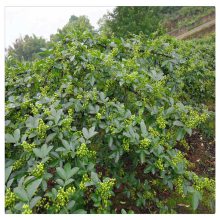 销售花椒树小苗 花椒树小苗 报价 无刺花椒树苗