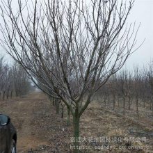 大花地园林 出售日本早樱 晚樱基地自产自销绿化庭院种植春天开花