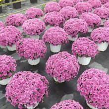 5加仑混色球多色花卉装车现场,多年生球菊耐寒耐热,2加仑千头菊,花镜大花量花卉基地 5加仑混色球多色花卉装车现场,多年生球菊耐寒耐热,2加仑千头菊,花镜大花量花卉基地