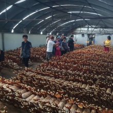 盆栽灵芝怎么养 灵芝菌种批发 赤灵芝菌袋价格 占地菌包菌袋废菌包 赤灵芝菌袋出售