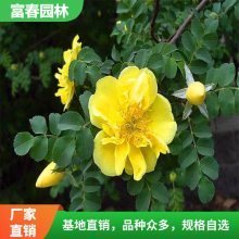 黄刺玫 绿化工程苗 树形正 花坛花镜镶边配植苗