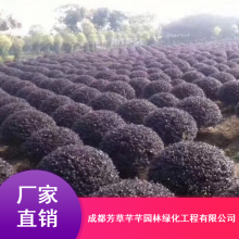 绿化工程红色檵木球_成活***耐寒红檵木球_芳草芊芊檵木球小苗基地直销