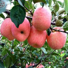 2cm蘋果苗價格、2cm蘋果苗培育基地