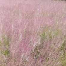 粉黛卵子草基地*** 粉黛乱子草杯苗供货 粉黛子景观花海花卉工程苗 花海设计施工洪坤花海