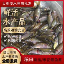 鲜活淡水禾花鲤鱼苗出售-氧袋包装发货种苗生猛 建鲤运输安全快捷