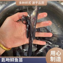 港发水产 养殖基地 鸭嘴鱼苗 生命力顽强 种类多样基地批发