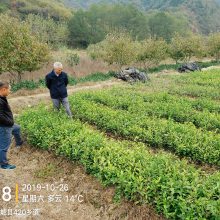 安徽德昌苗木舒茶早 安吉白茶 龙井43 山坡兰香等茶叶苗品种大量供应