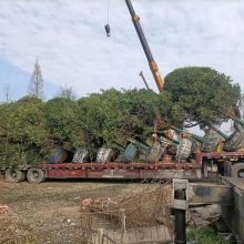 高杆桂花 精品桂花树苗 桂花树价格 四川桂花基地