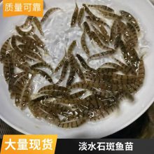 大型冷水溪水石斑鱼苗 红腹光唇鱼苗 好养花斑水花 成活***